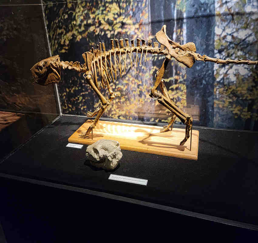 dinosaur skeleton