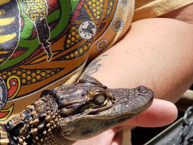 baby gator