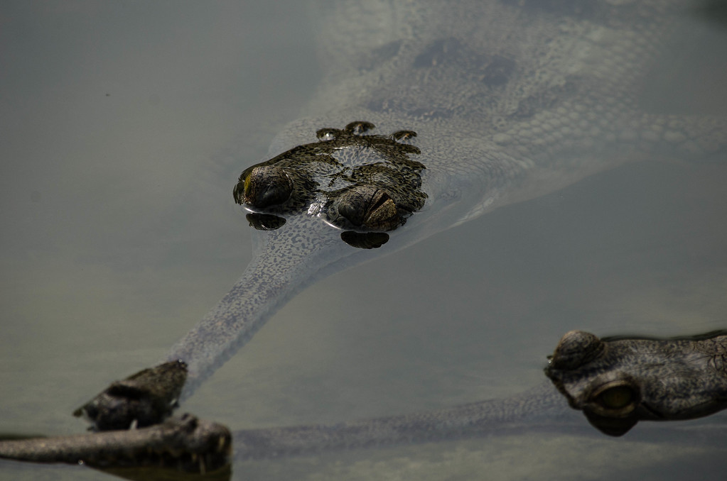 crocodiles
