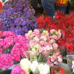 Dangwa Flower Market, Manila Philippines