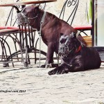 Guard Dogs