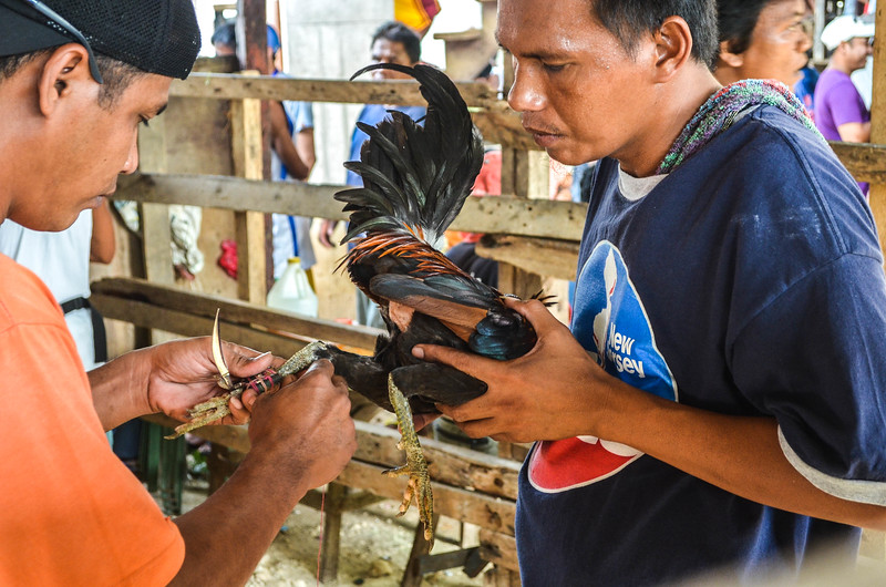 cockfight