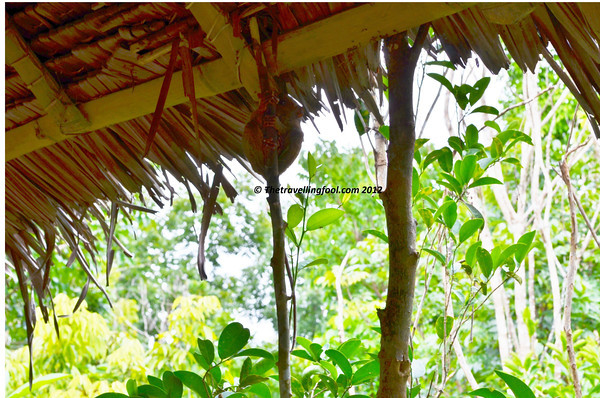 Philippines-Tarsier-Bohol