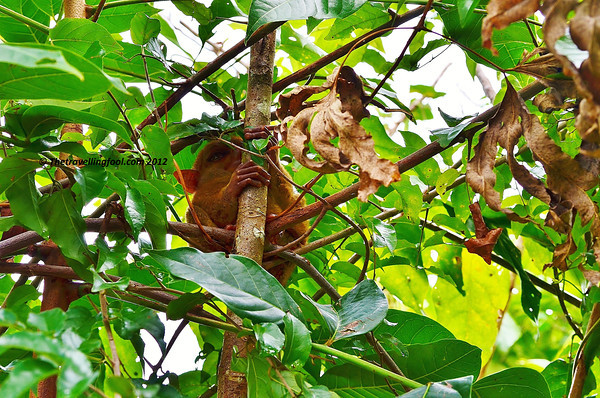 Bohol-Tarsier