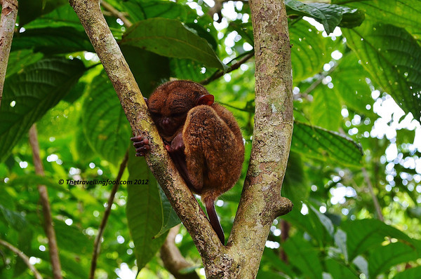 Tarsier-Bohol-Sleeping