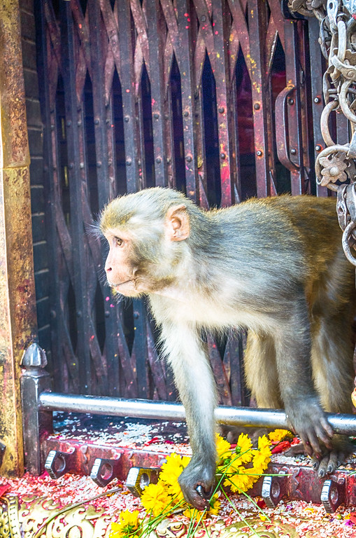 Monkey Temple
