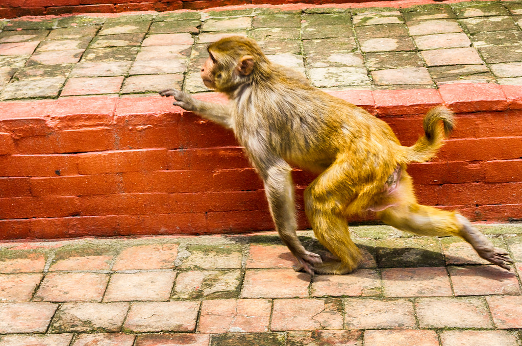 Monkey Temple
