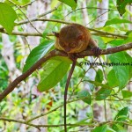 Bohol-Philippine-Tarsier