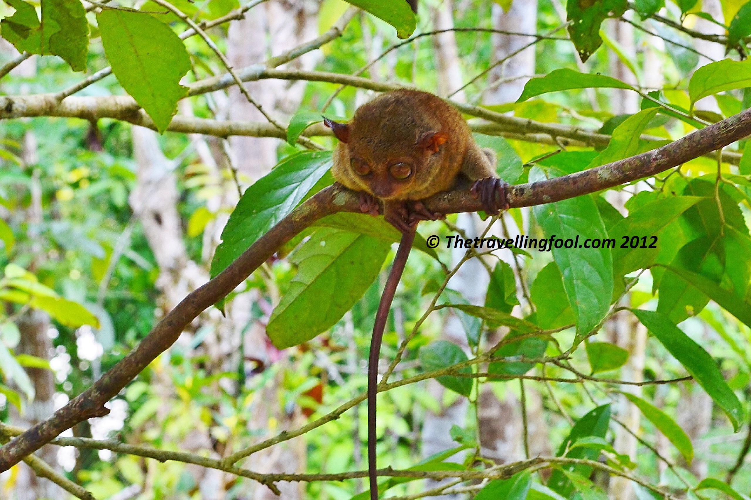 Bohol-Philippine-Tarsier