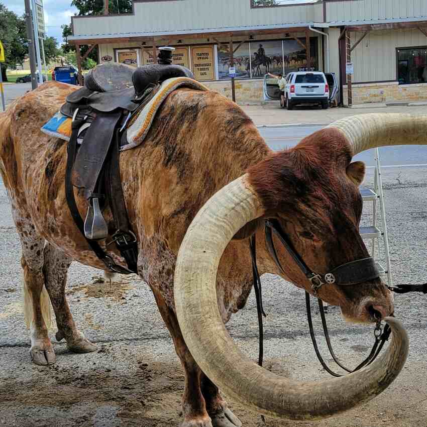 Texas Longhorn