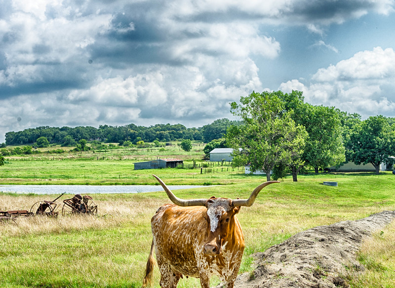 Texas Longhorn