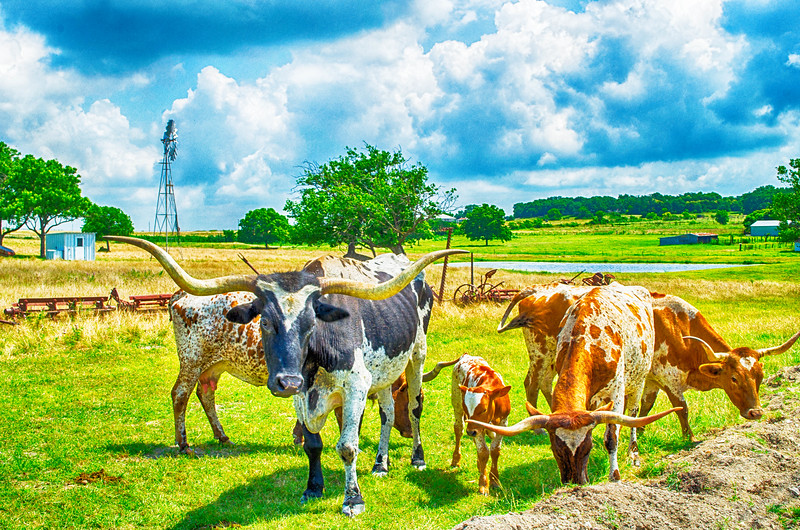 Texas Longhorns